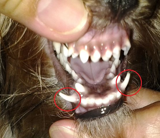 deciduous teeth canine
