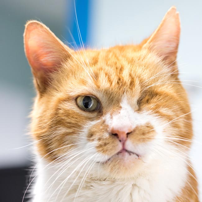 Neuter cats to prevent FIV infection, says PDSA Vet Times