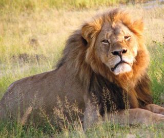 Cecil the lion was killed by an American bow hunter at a national park in Zimbabwe. Image: Daughter#3/Wikimedia Commons.