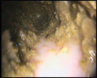 Figure 3. Oesophageal endoscopy findings in a horse with an oesophageal obstruction caused by a simple impaction of food material.