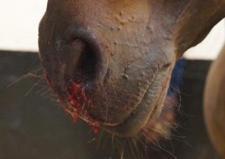 Figure 1. Epistaxis is a sign of severe EIPH, but the majority of cases go unnoticed unless endoscopy is performed following racing. 