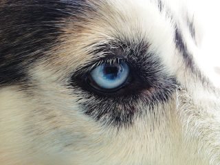 Figure 1. Periocular alopecia, crusting and scaling in a Siberian husky with zinc-responsive dermatosis.