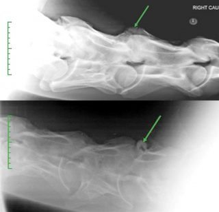 Figure 8. Radiographic changes revealing dorsal articular process remodelling and fragmentation at C5/C6, resulting in a stiff neck and marked forelimb lameness. The image on the top is a right lateral, with the left lateral view shown below. It is important to take radiographs from both sides of the neck, as pathology can be present on both sides. In this case, ultrasound examination would help to distinguish synovitis and myelography to detect presence of any spinal cord compression, although, in many cases, lameness rather than neurological symptoms are the predominant feature.
