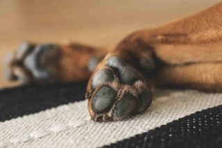 Dog paws.