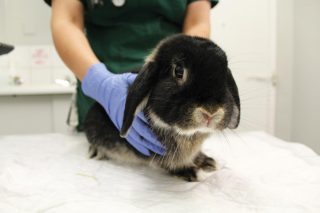 Rabbit barrier nursing.