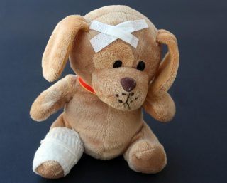 Bandaged teddy dog.