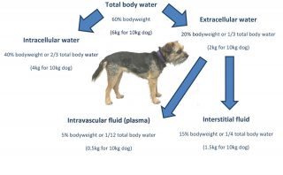 Figure 1. Fluid compartments and dynamics occurring in a typical adult mammal. Fluid distribution is different in neonatal mammals, with an overall greater percentage of total body water and relatively more extravascular fluid compared to intravascular fluid.