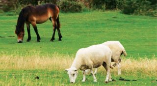 Rotational grazing with sheep can be beneficial – they can act as biological hoovers.
