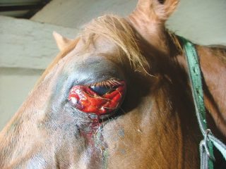 Some of the symptoms of African horse sickness. Image: David Mullins.