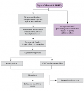 Figure 5. Suggested progression of intervention in idiopathic FLUTD.