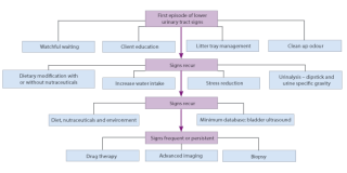 Figure 1. Approach to management of FLUTD.