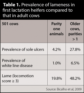 Table 1. Prevalence of lameness in first lactation heifers compared to that in adult cows. Source: Bicalho et al, 2009.