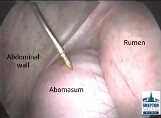 Figure 1. View of abdominal contents through left-flank exploratory endoscopy in a case of left displacement of the abomasum.
