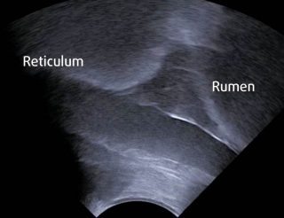 Figure 2. View of the rumen-reticular separation in a normal cow with the aid of a sector scanner.