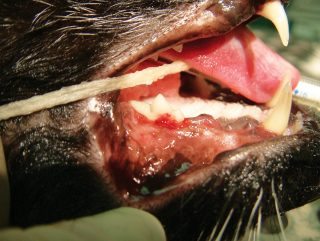 Figure 3. The appearance of a feline odontoclastic resorptive lesion on gross examination of the oral cavity. Note the hyperaemic gingiva that is trying to fill the hole in the crown of the tooth at the gingival margin.