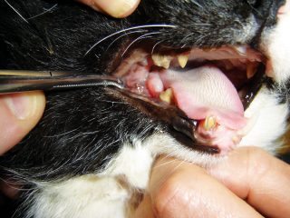 Figure 4. A complicated fractured lower right canine (404) with pulp exposure in a cat.