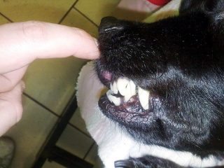 Figure 5. A dog with a malocclusion – a reverse scissor bite of the incisors is evident.