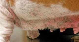 Figure 3a. A dog with bacterial overgrowth syndrome (BOGS). There is erythema, greasiness, malodour and self-induced alopecia localised to the ventrum, axillae, distal limbs and neck (not shown in this image).