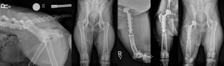 Figure 5. Hip dysplasia and associated OA was diagnosed in this mixed-breed dog at four months of age. Medical management failed to provide satisfactory improvement in clinical signs and at one year of age, right total hip replacement was performed using a cementless system. Lameness of the right hindlimb resolved. After this, the patient returned to full activity, often running 8 to 10 miles with the owner until being diagnosed with cranial cruciate ligament rupture on the left side three years later.