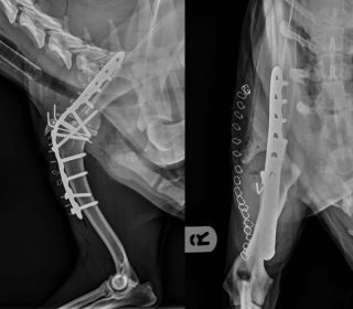 Figure 6. Shoulder arthrodesis performed using a 3.5mm locking compression plate placed cranially with one lag screw placed across the joint through the plate.