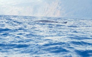 A fin whale off the Madeira coast.