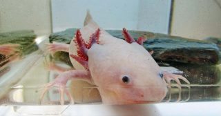 An axolotl (Ambystoma mexicanum) was successfully anaesthetised by exposure to increasing concentrations (up to 5mg/L) of alfaxalone in a water bath (McMillan and Leece, 2011). 