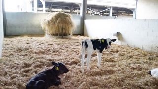 Figures 1 and 2. Stocking density plays an important role in disease transmission. Both understocked and overstocked calf sheds can develop problems.