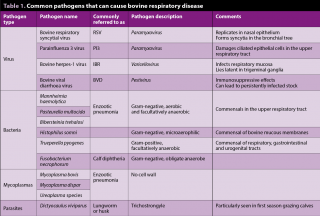 Table 1. Common pathogens that can cause bovine respiratory disease.
