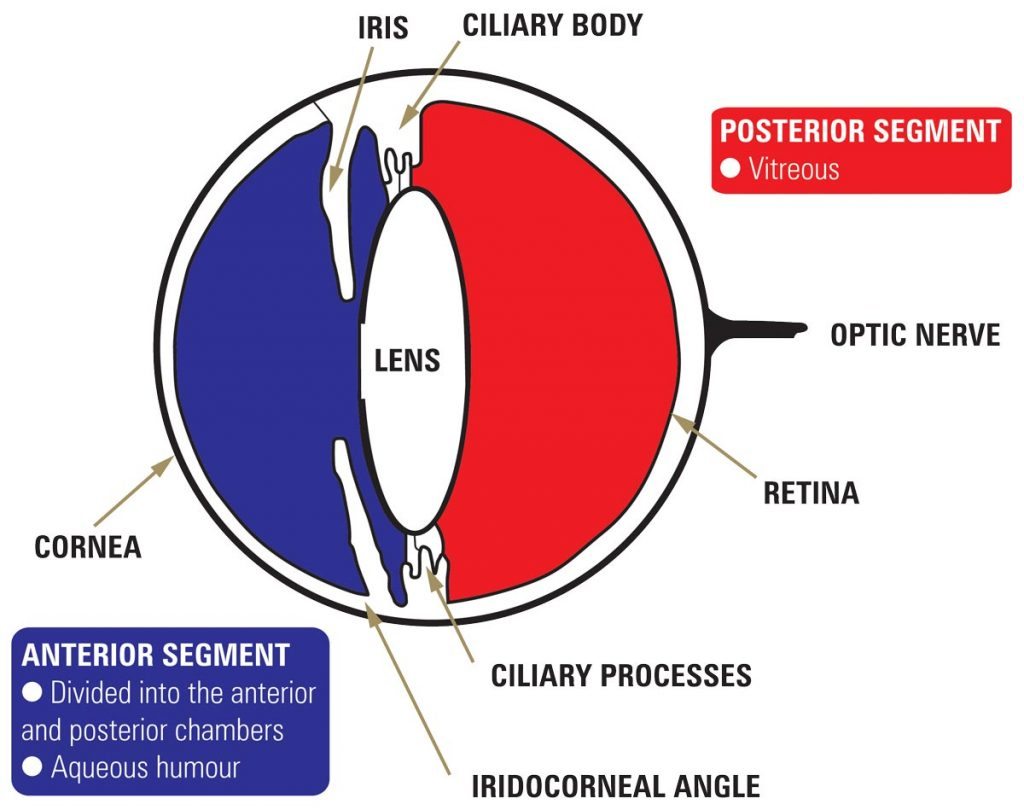 Anatomical eye.