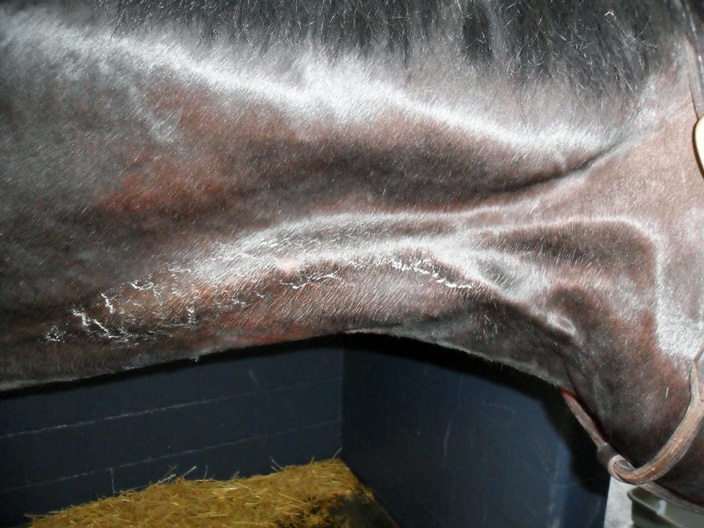 A horse with IV catheter site thrombophlebitis.