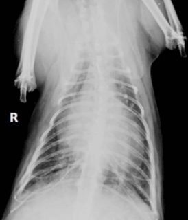 Figure 2. Dorsoventral view of the thorax.