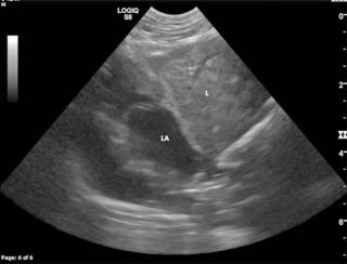 Figure 3. ECG showing left parasternal (long-axis) view of the thorax. The heart is located in the left of the image (left atrium) and sits immediately adjacent to part of the liver which is located in the top right of the image. Notice the absence of the diaphragm, normally presented as a curved linear echogenic line between the two structures.