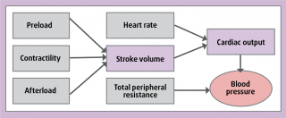 Figure 1. Cardiac and vascular factors influencing blood pressure.