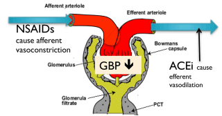 Figure 2. Effects of angiotensin-converting enzyme inhibitors and NSAIDs on glomerular blood pressure.