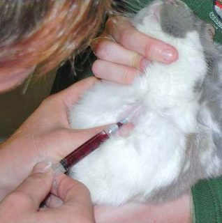 Figure 2. For blood collection from the jugular vein, the rabbit is maintained with its front legs over the edge of a table and the head extended. This position can hamper breathing so care must be paid at all times.
