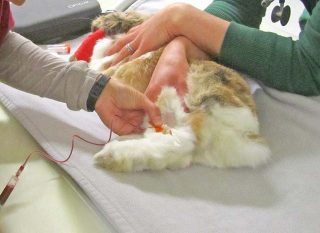 Figure 1. Use of the lateral saphenous vein for routine blood collection in a pet rabbit. The patient is maintained in a normal standing position with the rear leg held extended above the hock and the vein raised at knee level.