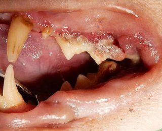 Figure 6b. Severe periodontal disease in a cat. Extractions are easy, but allowing this to develop should not be acceptable and earlier intervention is crucial.