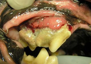 Figure 7. Severe periodontitis of the right maxillary fourth premolar and first molar of a dog. Extraction is the most likely treatment.