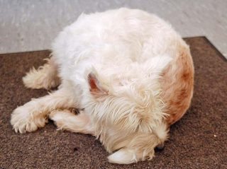 Figure 1. Allergic skin diseases are commonly diagnosed in dogs.