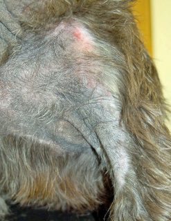 Figure 9. Malassezia dermatitis and otitis are probably among the most pruritic complications of dogs with canine atopic dermatitis.