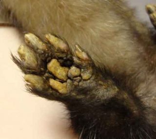 Figure 2. Hyperkeratosis of footpads, seen in a ferret with clinical distemper.
