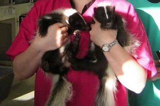 Figure 3. Young skunks are typically vaccinated against distemper at 12 weeks, though if infection risk is high, vaccination can be initiated at a younger age, with a follow-up second vaccination at 12 weeks.