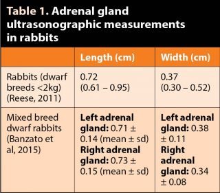 Table 1. Adrenal gland ultrasonographic measurements  in rabbits.