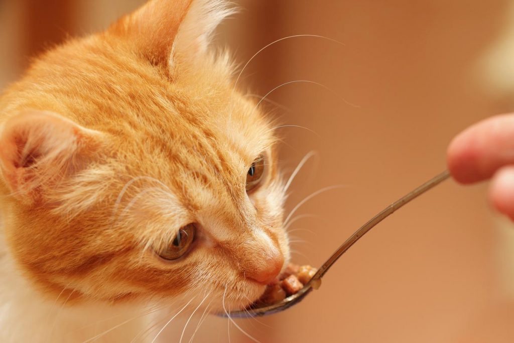 Spoon feed cat.