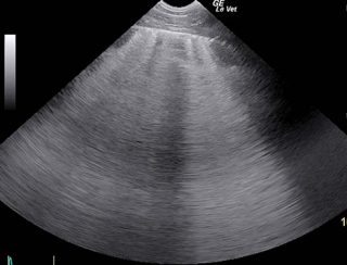 Figure 1. Herpes infection can be overlooked in sick foals as signs can mimic other neonatal illnesses. A very low white blood cell count and severe diffuse pneumonia are important clues. This foal is showing widespread diffuse lung changes on thoracic ultrasonography represented by the white bands running through the substance of the lung.