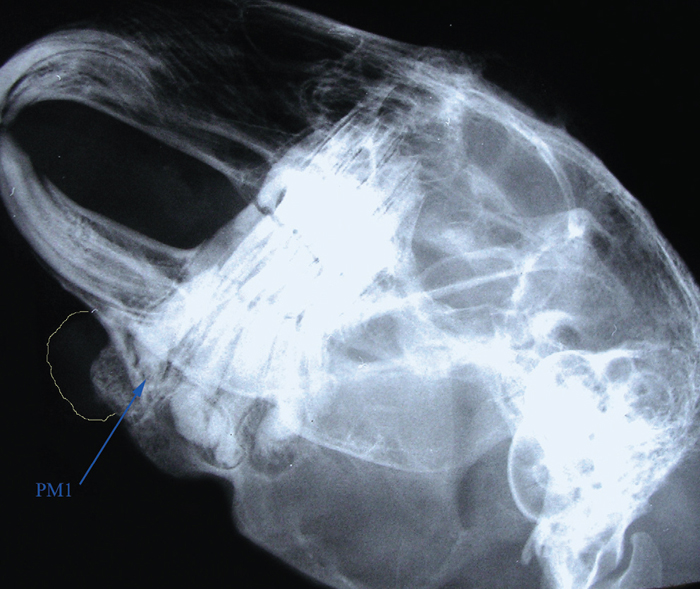 Odontogenic abscesses in rabbits guide to problem Vet Times