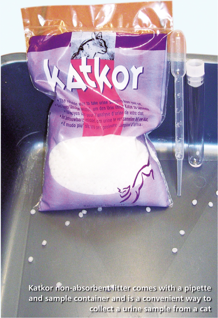 Diabetes screening and clinics for cats and dogs Vet Times