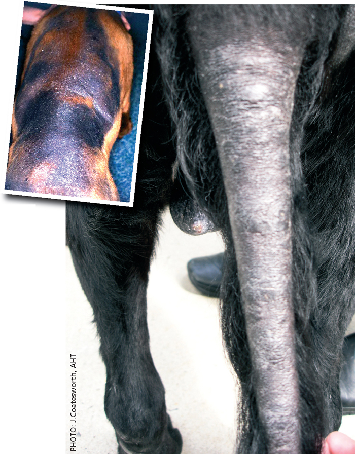 Hypothyroidism part one background, causes and signs Vet Times