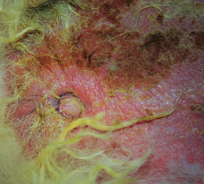 Bacterial skin infections including pyoderma Vet Times