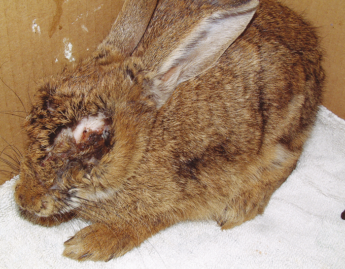 Rethinking myxomatosis in rabbits Vet Times